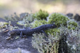 Great crested newt (Triturus Scalloped ribbonfish), Emsland, Lower Saxony, Germany