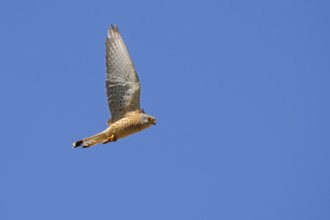 Lesser kestrel (Falco naumanni) male flying against blue sky with insect prey in its talons in