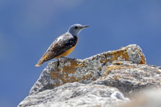 Common rock thrush, rufous-tailed rock thrush (Monticola saxatilis, Turdus saxatilis) adult male