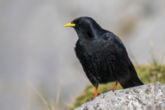 Alpine chough, yellow-billed chough (Pyrrhocorax graculus, Corvus graculus) adult perched on rock