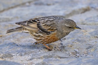 Alpine accentor (Prunella collaris collaris) adult foraging amongst rocks in the mountains in