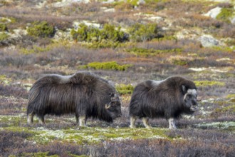 Muskox (Ovibos moschatus) bull and cow on the tundra during the rut, rutting season in autumn,