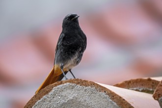 Black redstart (Phoenicurus ochruros aterrimus) adult male perched on red roof tile of Spanish