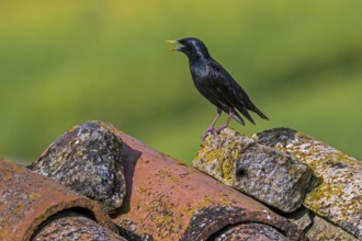 Spotless starling (Sturnus unicolor) adult breeding male in summer plumage calling from roof tile