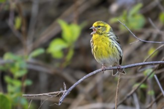 European serin (Serinus serinus, Fringilla serinus) singing male perched in bush in spring, Spain