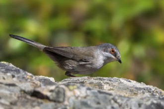 Sardinian warbler (Curruca melanocephala, Sylvia melanocephala) female perched on rock in spring,