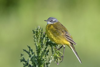Spanish wagtail (Motacilla flava iberiae) male perched on thistle in spring, Spain