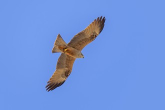 European black kite (Milvus migrans) adult in flight soaring against blue sky