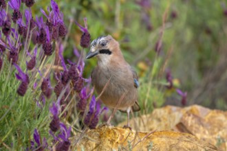 Eurasian jay (Garrulus glandarius fasciatus) adult foraging in rocky terrain with wildflowers in