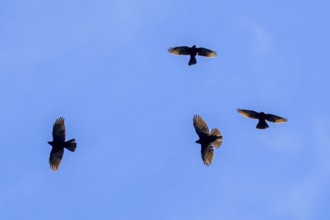 Four Alpine choughs, yellow-billed chough group (Pyrrhocorax graculus, Corvus graculus) flock in