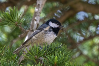 Iberian coal tit (Periparus ater vieirae, Parus ater) calling from pine tree in spring, Spain,