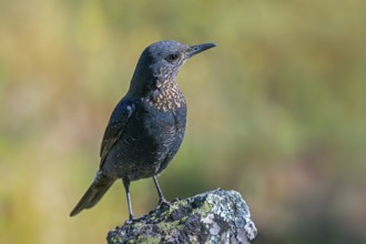 Blue rock thrush (Monticola solitarius) subadult male perched on rock in Spain, South Europe