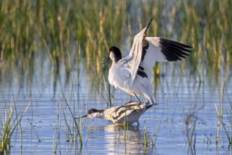 Pied avocet (Recurvirostra avosetta) pair mating in shallow water of pond in wetland in spring