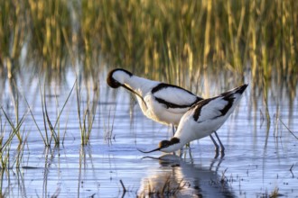 Pied avocet (Recurvirostra avosetta) pair displaying in shallow water of pond in wetland in spring