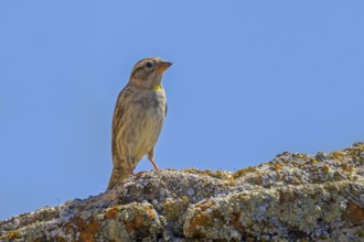Rock sparrow, rock petronia (Petronia petronia petronia, Fringilla petronia) perched on old stone