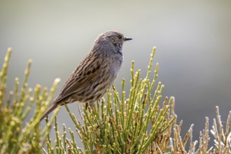 Iberian dunnock (Prunella modularis mabbotti, Motacilla modularis) perched in bush in spring, Spain