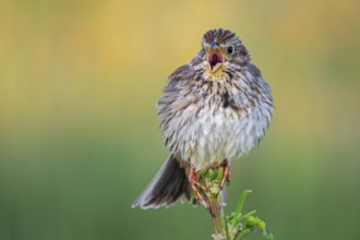 Corn bunting (Emberiza calandra, Emberiza miliaria) calling in spring