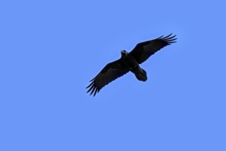 Common raven, northern raven (Corvus corax hispanus) in flight against blue sky, Spain