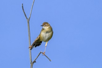 Zitting cisticola, fan-tailed warbler, streaked fantail warbler (Cisticola juncidis cisticola)