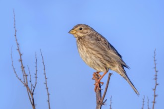 Corn bunting (Emberiza calandra) adult perched on stem in spring