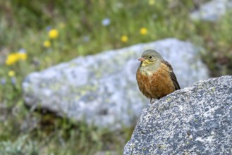 Ortolan bunting (Emberiza hortulana) adult male perched on boulder in meadow in spring