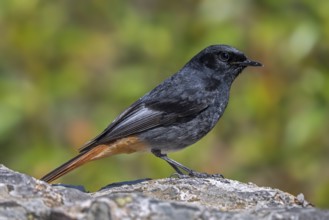 Black redstart (Phoenicurus ochruros aterrimus) adult male perched on rock in spring, Extremadura,