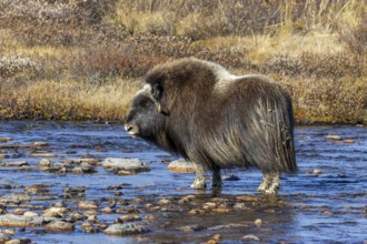 Muskox (Ovibos moschatus) female, cow crossing stream on the tundra in autumn, fall,