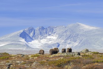 Herd of muskoxen (Ovibos moschatus) foraging on the tundra in front of mountains in autumn, fall,