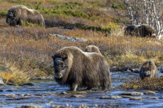 Herd of muskoxen (Ovibos moschatus) crossing stream on the tundra in autumn, fall,