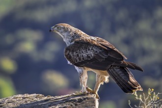 Bonelli's eagle (Aquila fasciata) adult male perched on rock in spring, Spain