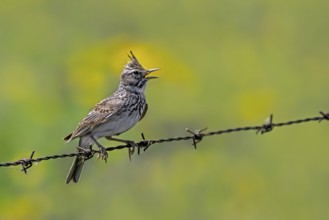 Crested lark (Galerida cristata pallida, Alauda cristata) singing from barbed wire, barbwire fence