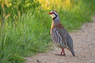 Red-legged partridge (Alectoris rufa hispanica, Tetrao rufus) foraging in spring, Castile and León,