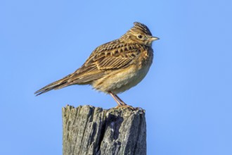 Eurasian skylark (Alauda arvensis sierrae) perched on wooden fence post along meadow in spring,