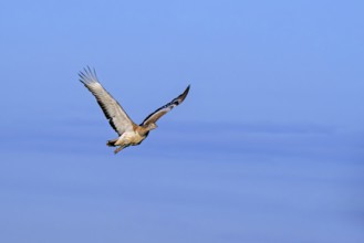 Great bustard (Otis tarda) female in flight against blue sky in spring, Castile and Leon, Castilla