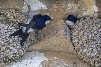 Two western house martins (Delichon urbicum) at nests outside stone building in spring