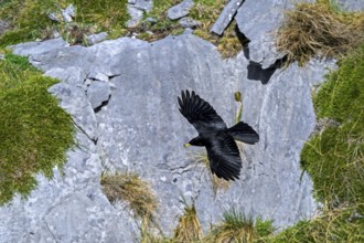 Alpine chough, yellow-billed chough (Pyrrhocorax graculus, Corvus graculus) flying along mountain