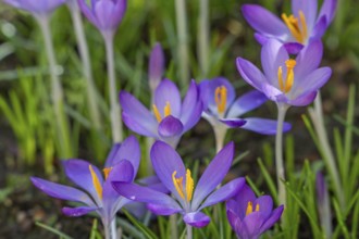 Woodland crocuses / early crocus / Tommasini's crocuses / tommies (Crocus tommasinianus) in flower