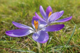 Two woodland crocuses / early crocus / Tommasini's crocuses / tommies (Crocus tommasinianus) in