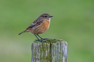 European stonechat (Saxicola rubicola / Motacilla rubicola) female perched on wooden fence post