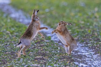 European brown hares (Lepus europaeus) female / doe boxing / fighting with male / buck in field