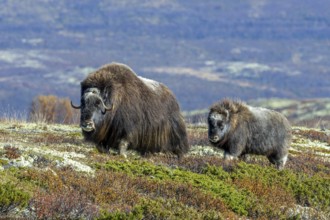 Muskox (Ovibos moschatus) cow / female with calf foraging on the tundra in autumn / fall,