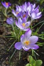 Woodland crocuses, early crocus, Tommasini's crocuses, tommies (Crocus tommasinianus) in flower in