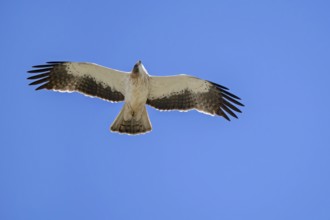 Booted eagle (Hieraaetus pennatus / Aquila pennata) light morph in flight against blue sky, Spain