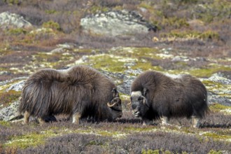 Muskox (Ovibos moschatus) bull and cow on the tundra during the rut / rutting season in autumn /