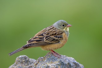 Ortolan bunting (Emberiza hortulana) adult male perched on rock in spring
