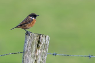 European stonechat (Saxicola rubicola / Motacilla rubicola) male perched on wooden fence post along