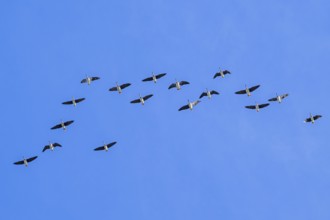 Flock of migrating tundra bean geese (Anser serrirostris) flying in V-formation against blue sky in
