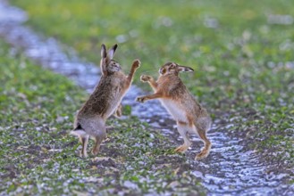 European brown hares (Lepus europaeus) female, doe boxing, fighting with male, buck in field during