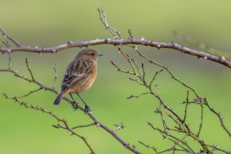European stonechat (Saxicola rubicola / Motacilla rubicola) female perched in thornbush along
