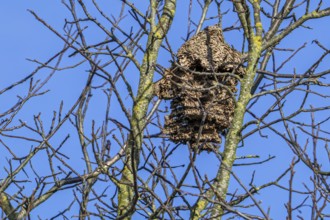 Old deserted secondary paper nest of Asian hornets / yellow-legged hornets / Asian predatory wasps
